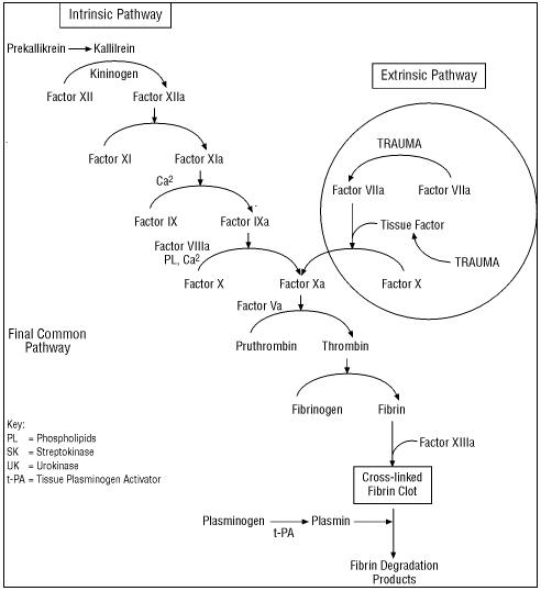 Adult coagulation rate Adult coagulation rate consider
